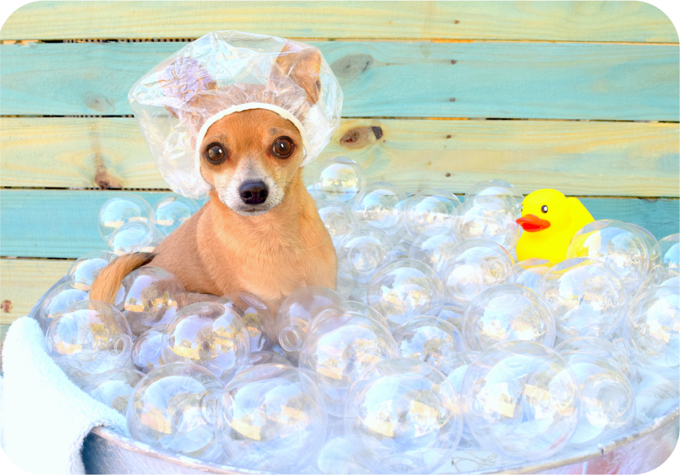 bubbles dog salon